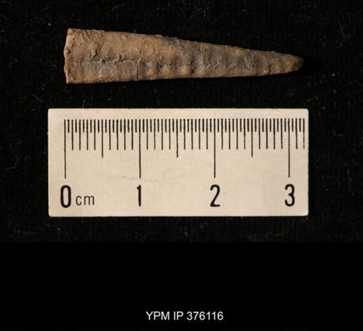 Pseudorthoceras knoxense