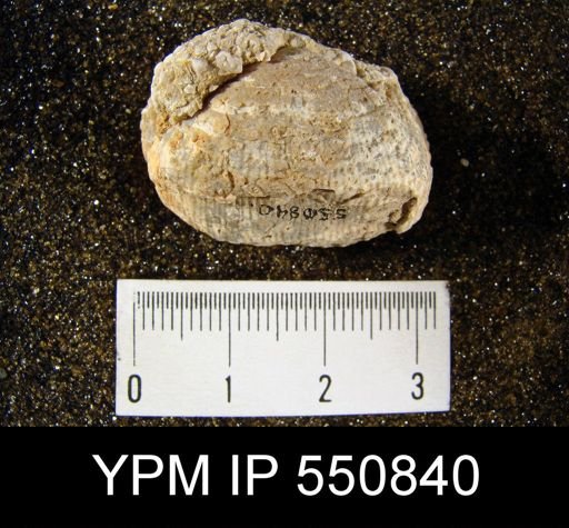 Linoproductus insinuatus