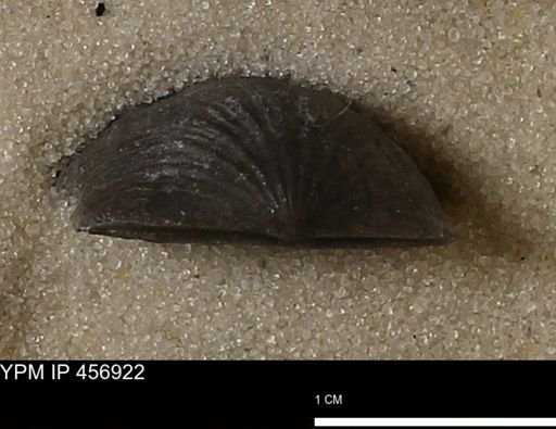 Stropheodonta sp.