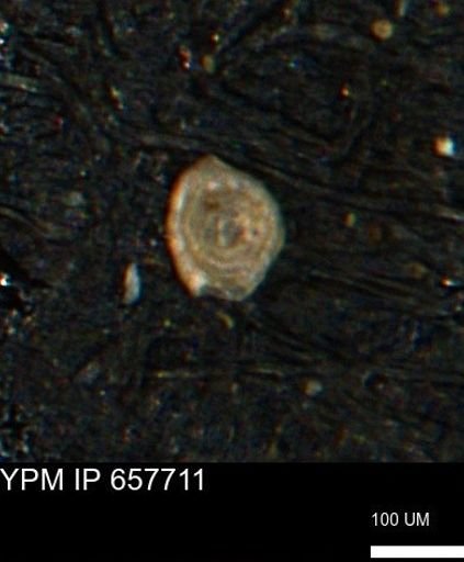 Spirolocammina subcircularis