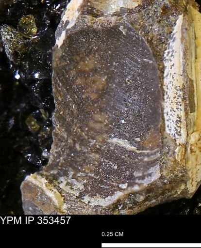 Limopsis striatopunctatus
