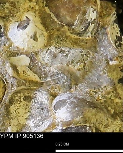 Corbulamella?