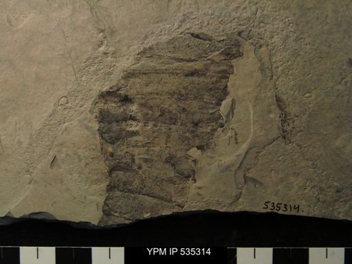 undet. Eurypterida