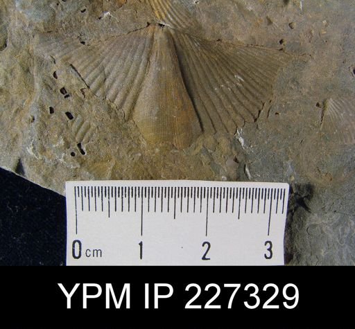 undet. Spinocyrtiidae