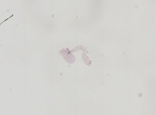 Hyalella cf. azteca
