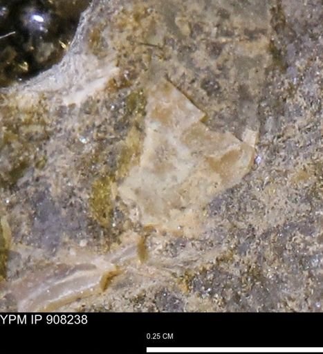 undet. Mollusca