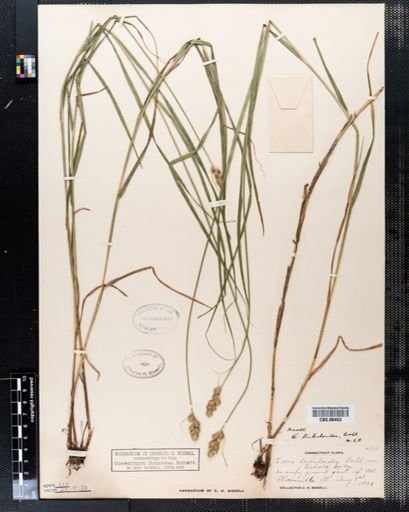 Carex tribuloides
