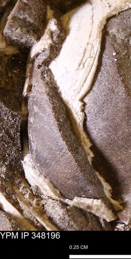 undet. Bivalvia