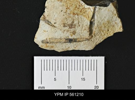 undet. Astacidea