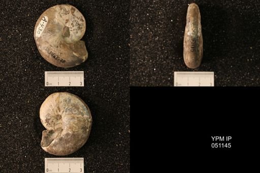 Hoploscaphites nicolletii