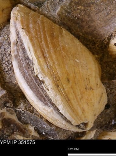Limopsis striatopunctatus
