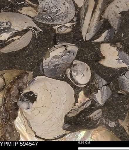 Protocardia sp.