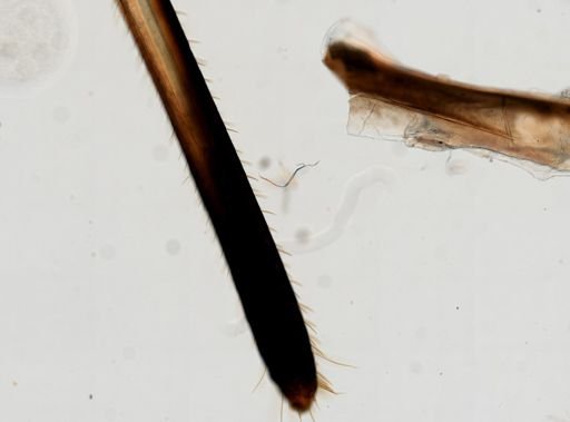Tibicen