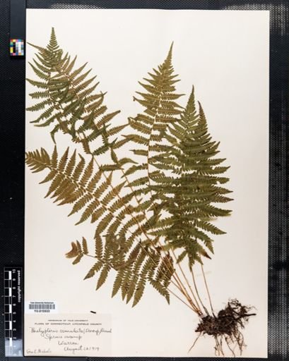 Thelypteris simulata