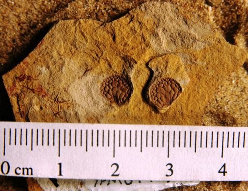 Symplocarpus prefoetidus