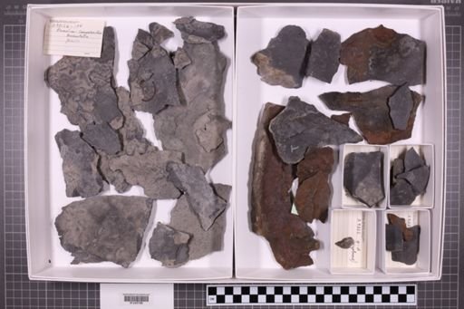 mixed taxa, stratigraphic collection