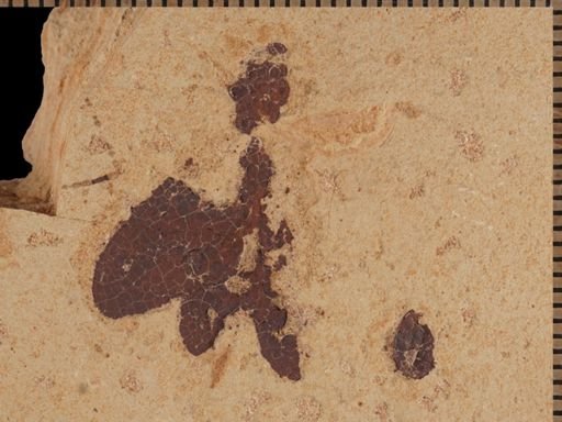 undet. Insecta