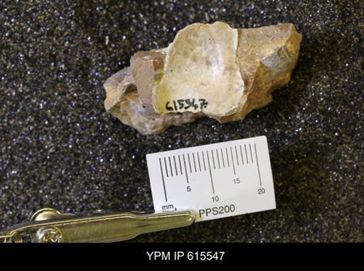 Inoceramus sp.