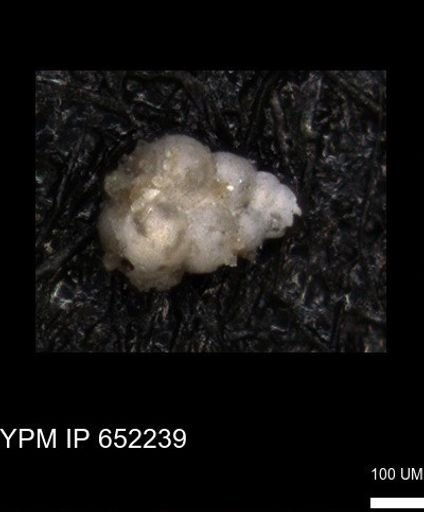 undet. Heterohelicidae