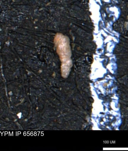 Verneuilinoides kansasensis