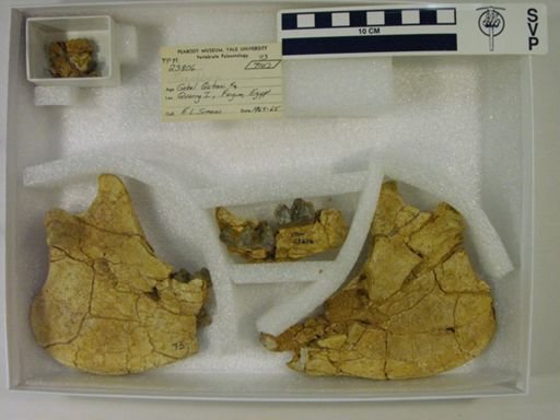 Megalohyrax sp.
