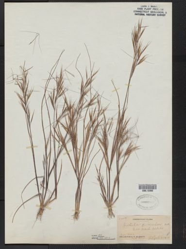 Aristida tuberculosa