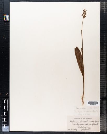 Platanthera clavellata