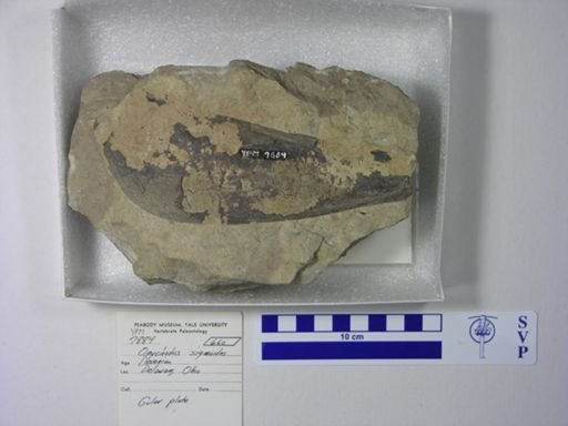 Onychodus sigmoides