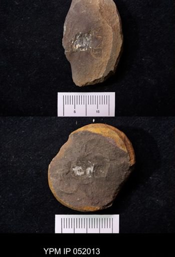 Anthracaris gracilis