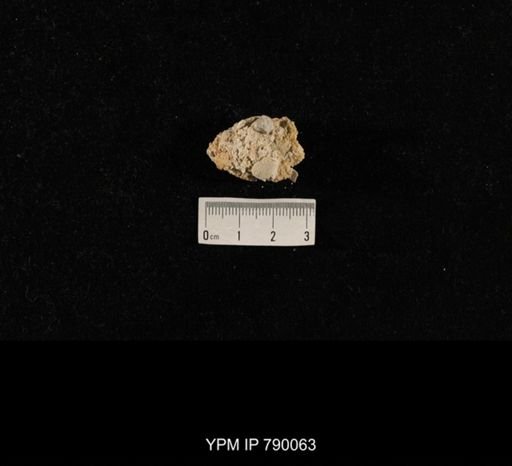 undet. Brachiopoda; shell hash with