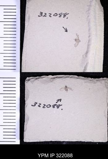undet. Hemiptera