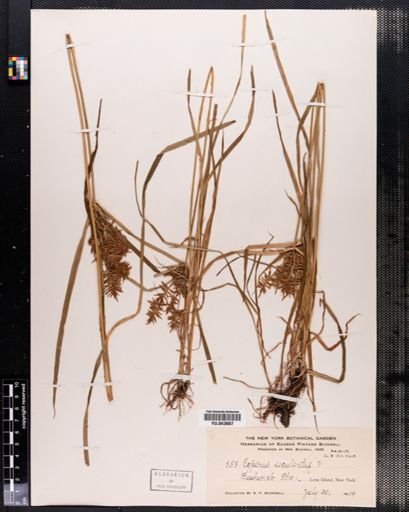Cyperus esculentus