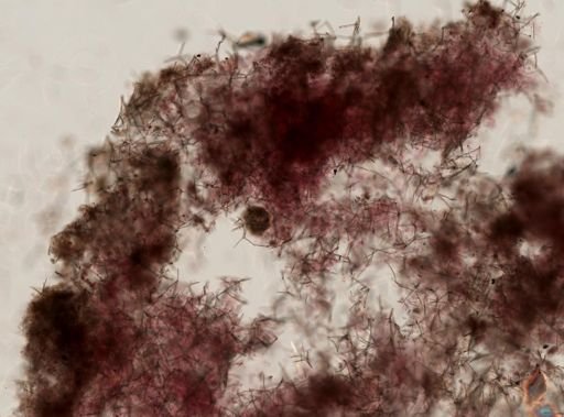 Haliclona sp.