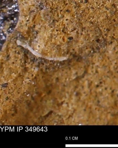 undet. Mollusca