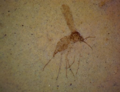 undet. Diptera