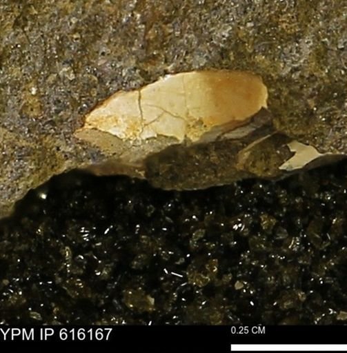Protocardia subquadrata