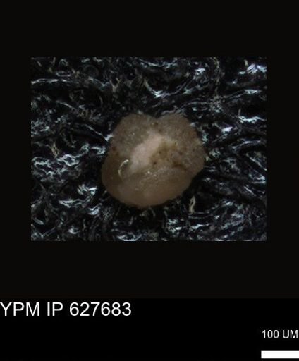 undet. Foraminiferida
