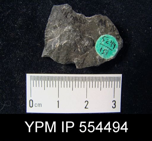 undet. Brachiopoda