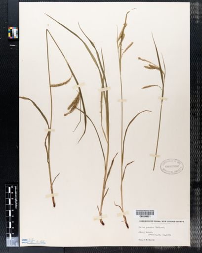 Carex prasina