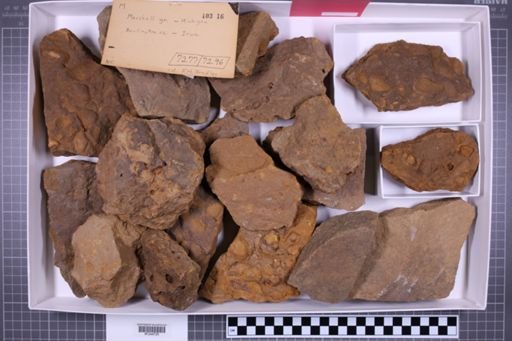 mixed taxa, stratigraphic collection