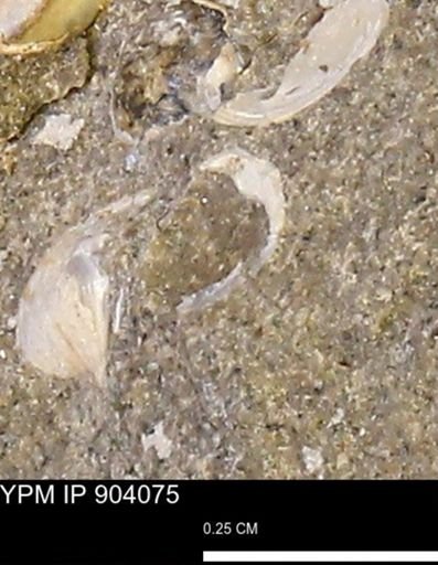 undet. Bivalvia