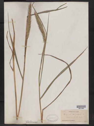 Elymus virginicus