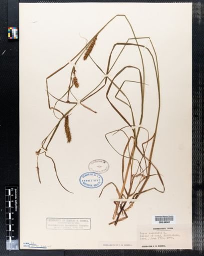 Carex vesicaria