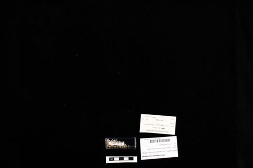 Leiocephalus schreibersii