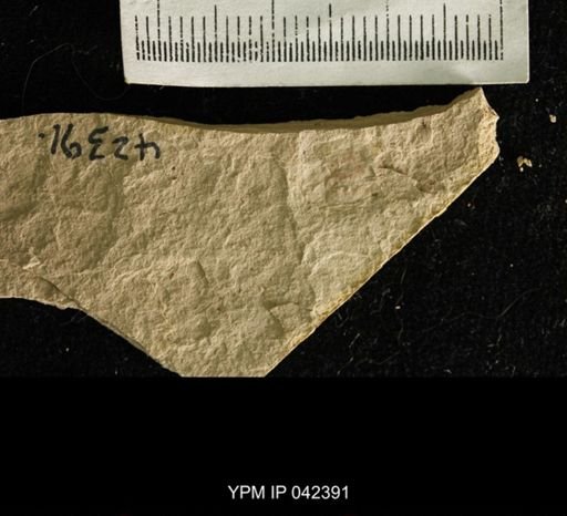 undet. Hexapoda