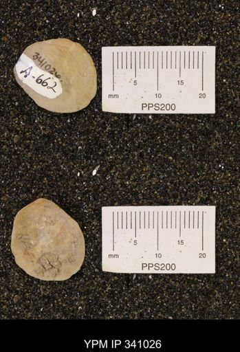 undet. Ostreidae