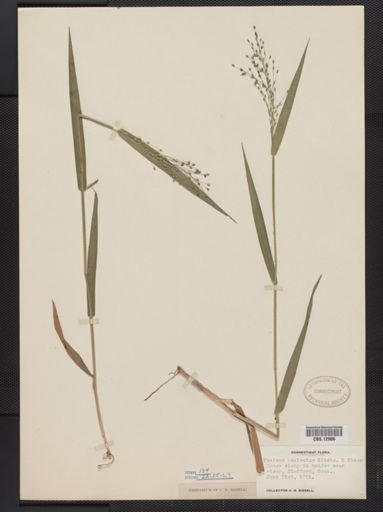 Panicum aculeatum
