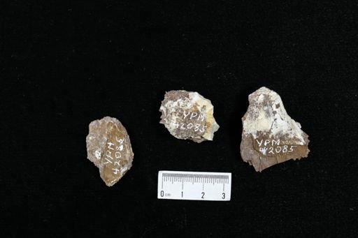 undet. Actinopterygii