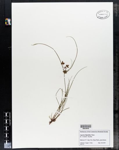 Cyperus bipartitus