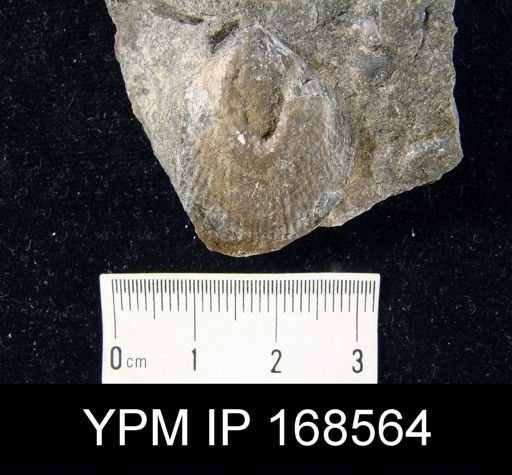 Atrypa reticularis